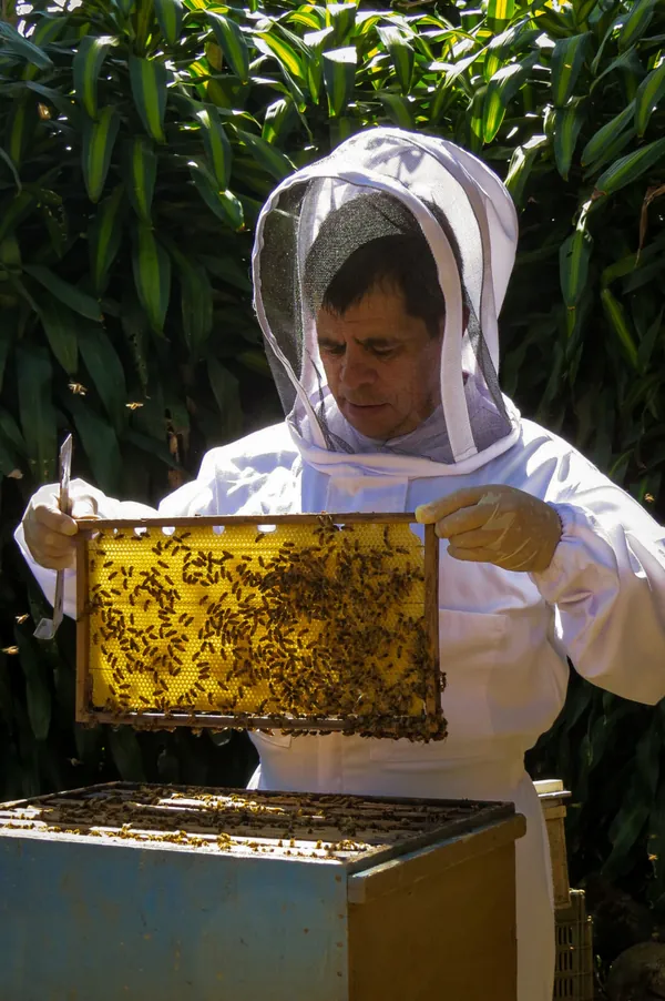 Apicultor con traje blanco sosteniendo un panal lleno de abejas