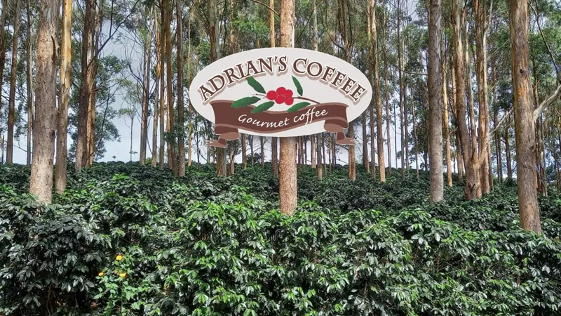Cafetal bajo árboles altos, con el rótulo de una finca de café
