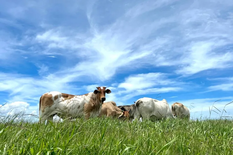 Vacas pastando en el potrero bajo un cielo azul con nubes